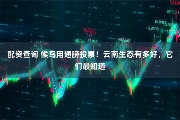 配资查询 候鸟用翅膀投票！云南生态有多好，它们最知道
